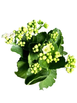Kalanchoe Calandiva Menzel "White Flaming Katy" 12cmPot