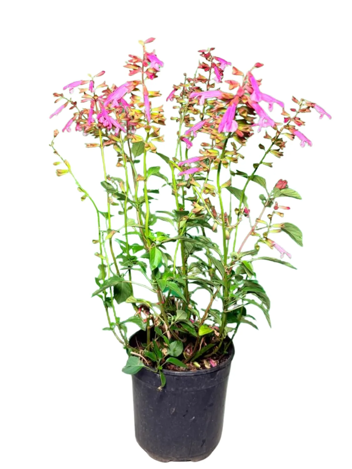 Salvia Salmia "Ornamental Salvia" 19cmPot