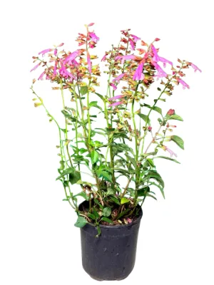 Salvia Salmia "Ornamental Salvia" 19cmPot