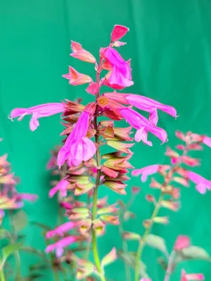 Salvia Salmia "Ornamental Salvia" 19cmPot