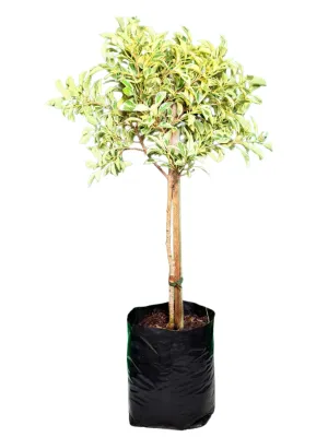 Ficus Hawai "Variegated Weeping Fig" Standard 60cm 5Liter