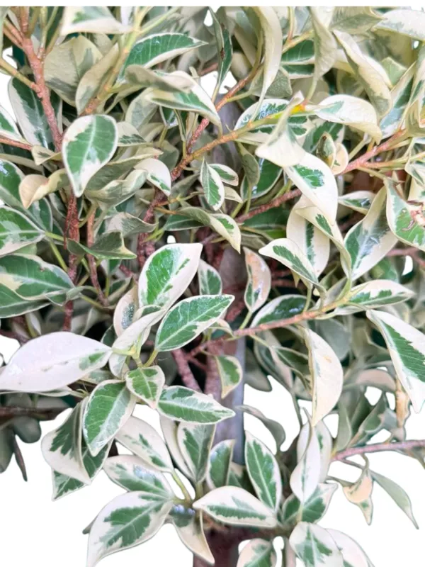 Ficus Hawai "Variegated Weeping Fig" Standard 60cm 5Liter