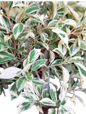 Ficus Hawai "Variegated Weeping Fig" Standard 60cm 5Liter