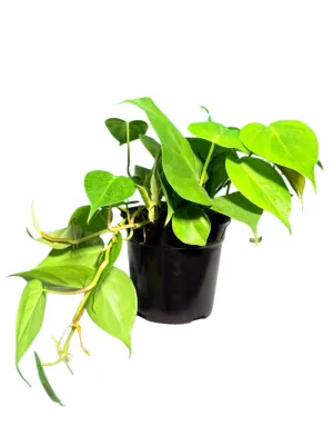 Philodendron Scandens Mica 14cmPot