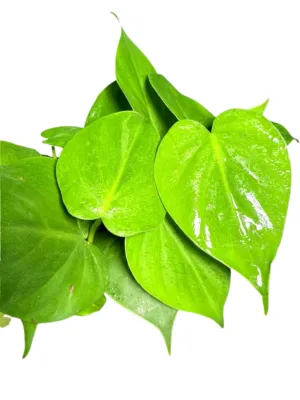 Philodendron Scandens Mica 14cmPot