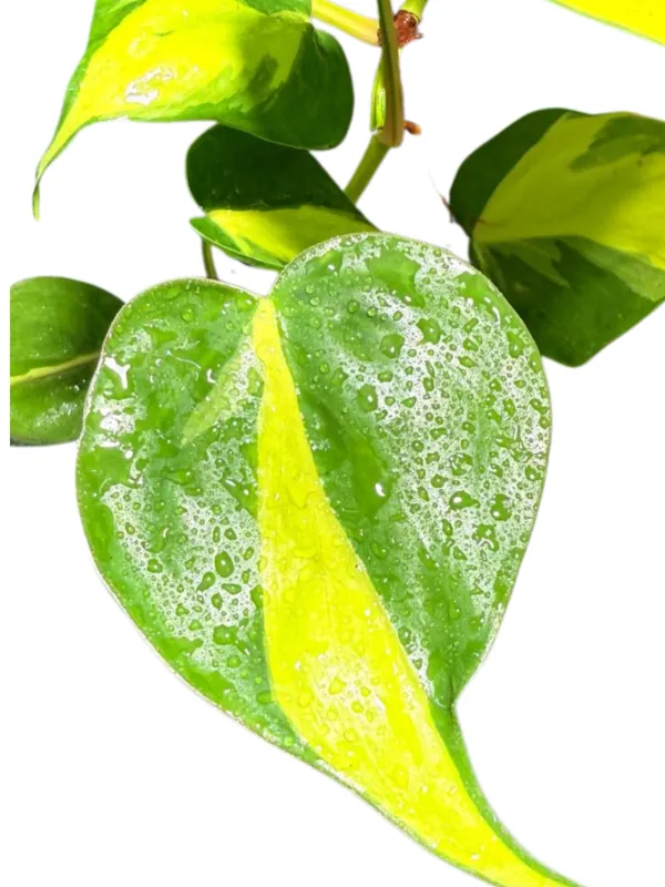 Philodendron Scandens "Brasil"