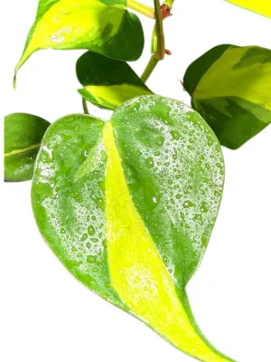 Philodendron Scandens "Brasil"