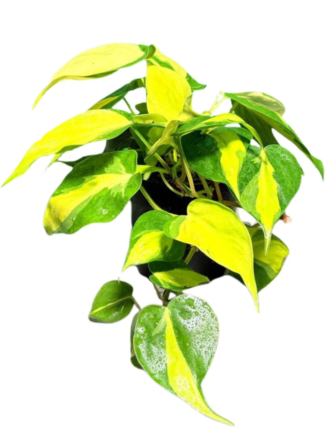 Philodendron Scandens "Brasil" Philodendron Scandens "Brasil"