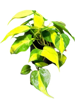 Philodendron Scandens "Brasil"