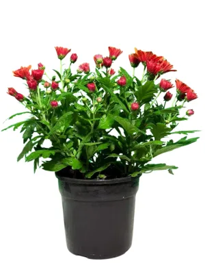 Chrysanthemum Chrystal "Orange" 14cmPot