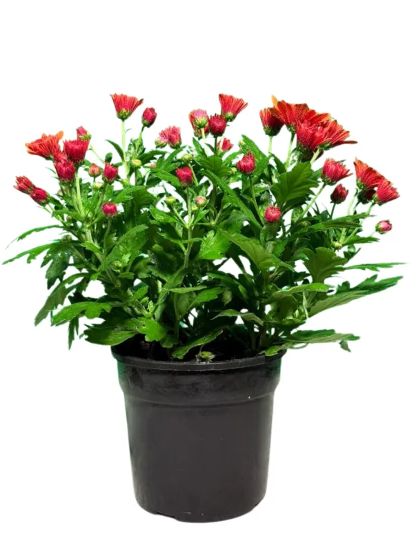 Chrysanthemum Chrystal "Orange" 14cmPot