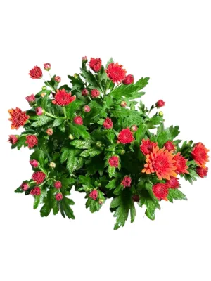 Chrysanthemum Chrystal "Orange" 14cmPot