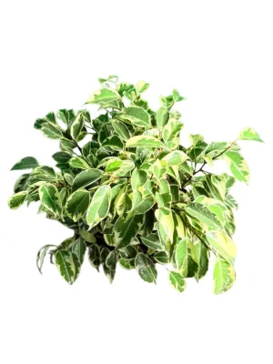 Ficus Benjamina Profit "Variegated Weeping Fig" 19cmPot