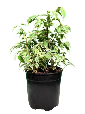 Ficus Benjamina Profit "Variegated Weeping Fig" 19cmPot