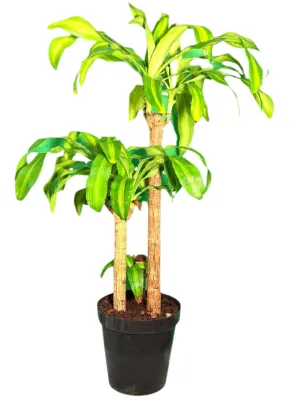 Dracaena Fragrans Massangeana "Corn Plant" 3in1 30cmPot