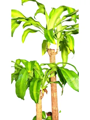 Dracaena Fragrans Massangeana "Corn Plant" 3in1 30cmPot