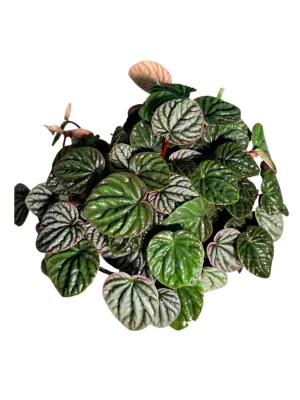 Peperomia Caperata "Luna" 14cmPot