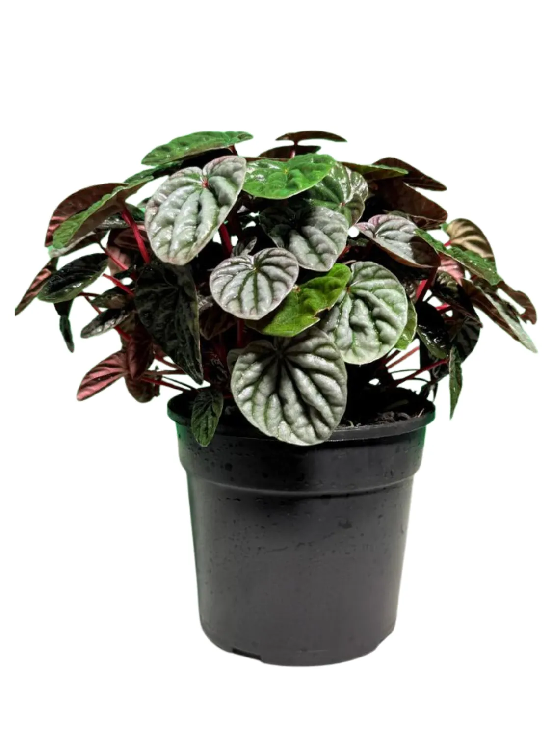 Peperomia Caperata "Luna" 14cmPot