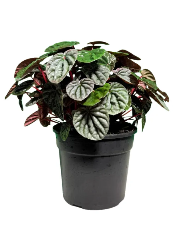 Peperomia Caperata "Luna" 14cmPot