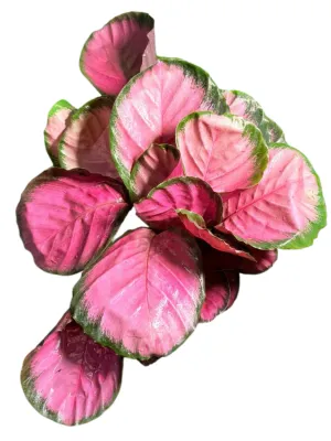 Calathea Misty Red "Prayer Plant" 14cmPot
