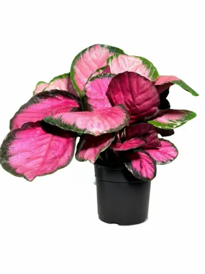 Calathea Misty Red "Prayer Plant" 14cmPot