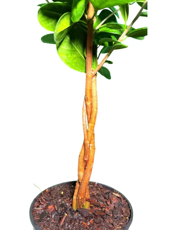 Ficus Microcarpa "Ficus Moclame" Plaited 19cmPot