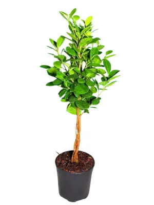Ficus Microcarpa "Ficus Moclame" Plaited 19cmPot