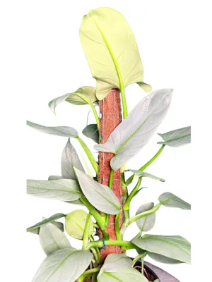 Philodendron Hastatum "Silver Wings" 25cmPot