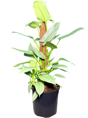 Philodendron Hastatum "Silver Wings" 25cmPot