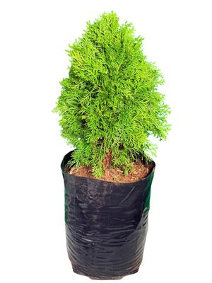 Thuja Occidentalis "Smaragd Thuja" 20Liter