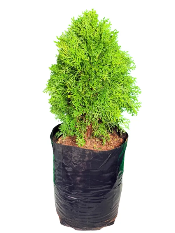 Thuja Occidentalis "Smaragd Thuja" 20Liter