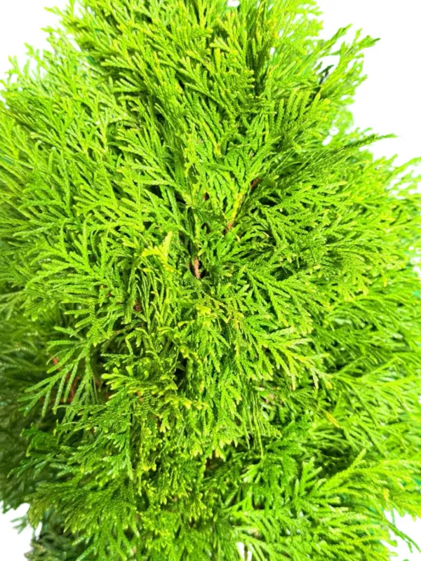 Thuja Occidentalis "Smaragd Thuja" 20Liter
