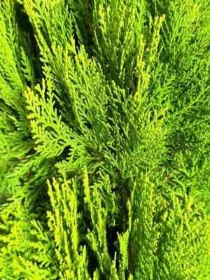 Platycladus Orientalis Aurea Nana Compacta "Golden Oriental Arborvitae" 20Liter