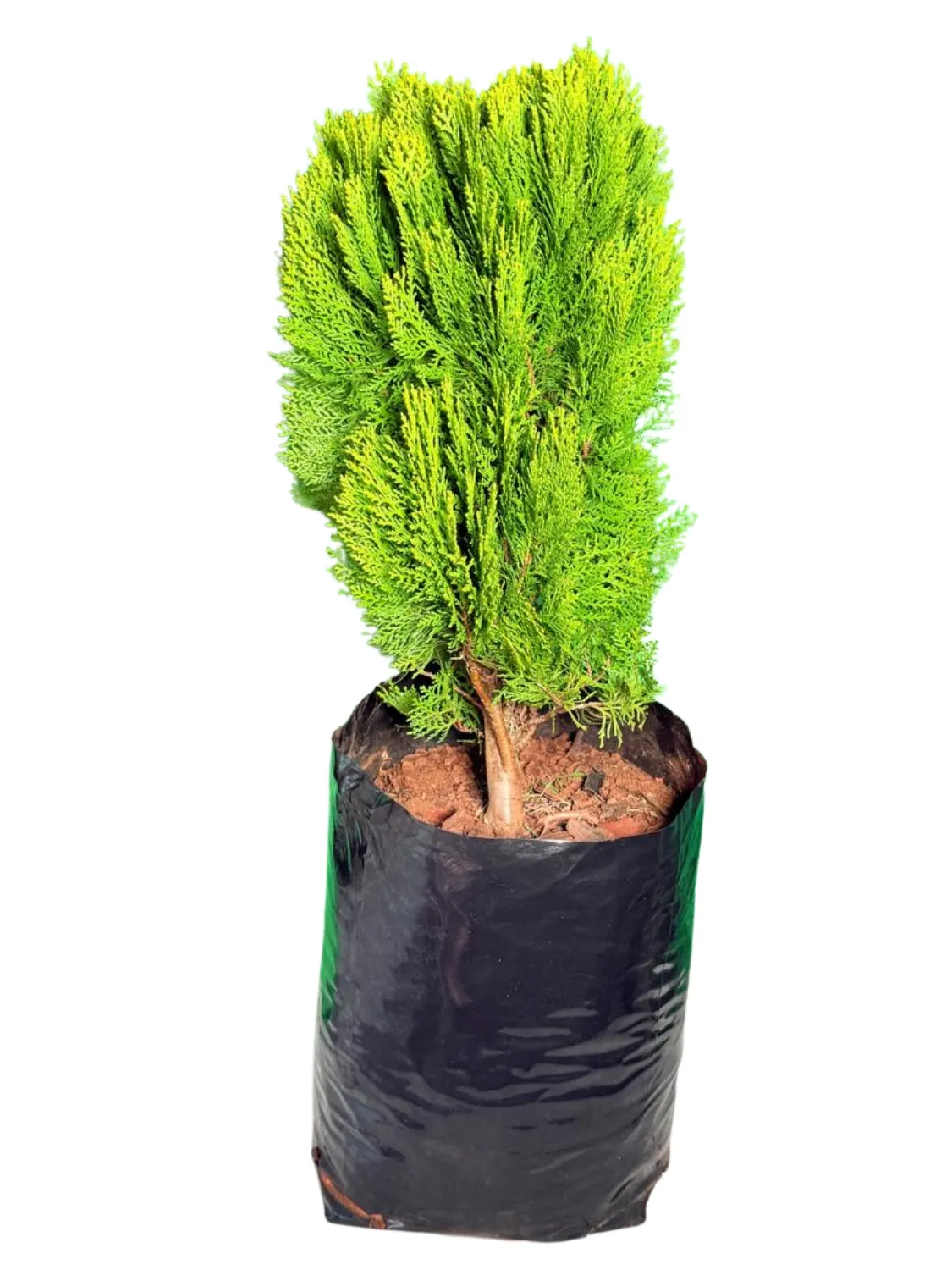 Platycladus Orientalis Aurea Nana Compacta "Golden Oriental Arborvitae" 20Liter