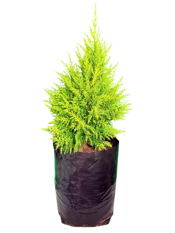 Cupressus macrocarpa "Goldcrest Cypress" 20Liter