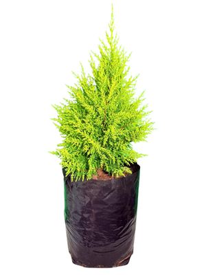 Cupressus macrocarpa "Goldcrest Cypress" 20Liter