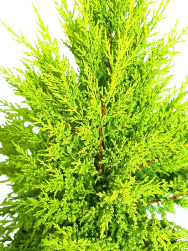 Cupressus macrocarpa "Goldcrest Cypress" 20Liter