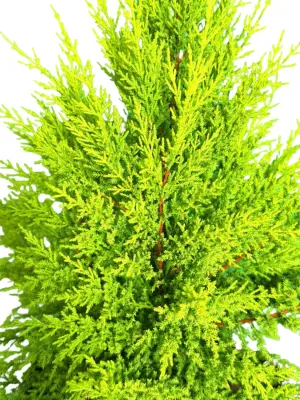 Cupressus macrocarpa "Goldcrest Cypress" 20Liter