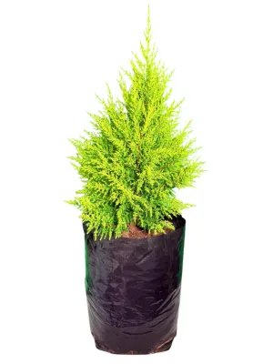 Cupressus macrocarpa "Goldcrest Cypress" 20Liter