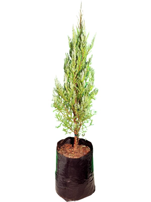 Cupressus Sempervirens "Stricta" 20Liter