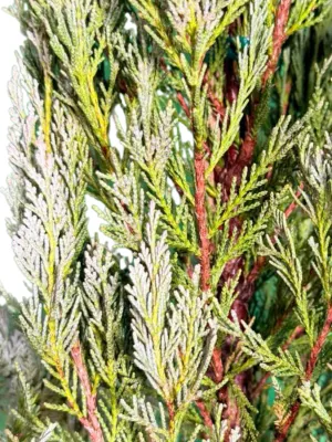 Cupressus Sempervirens "Stricta" 20Liter