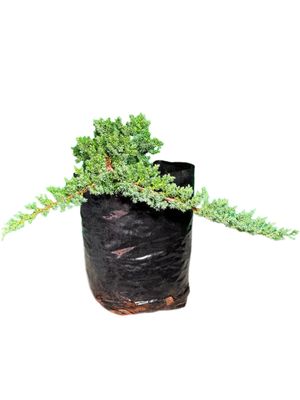Juniperus Procumbens Nana "Japanese Garden Juniper" 5Liter