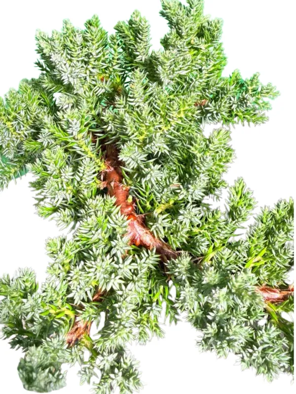 Juniperus Procumbens Nana "Japanese Garden Juniper" 5Liter