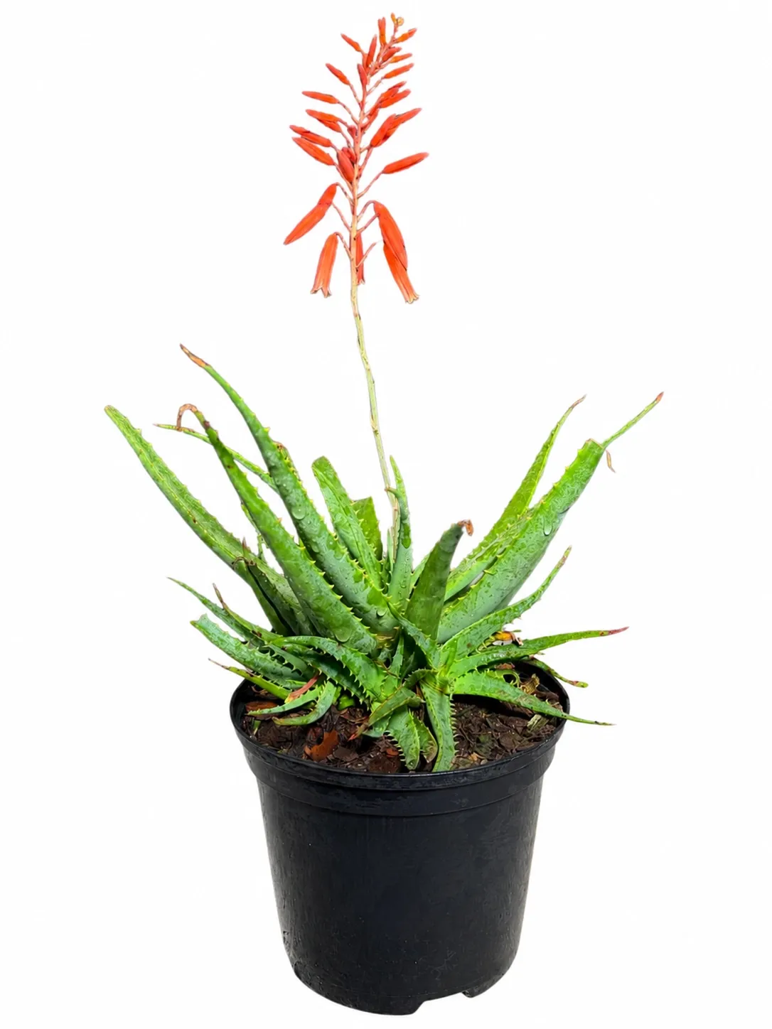 Aloe Peri Peri "Hybrid Aloe" 15cmPot