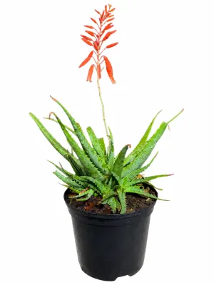 Aloe Peri Peri "Hybrid Aloe" 15cmPot
