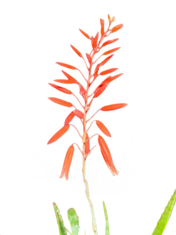 Aloe Peri Peri "Hybrid Aloe" 15cmPot