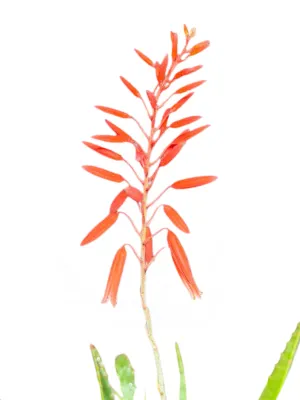 Aloe Peri Peri "Hybrid Aloe" 15cmPot