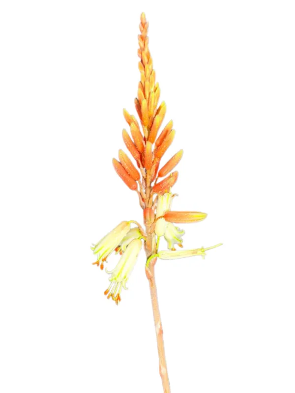 Aloe Ballerina "Ornamental Aloe" 19cmPot