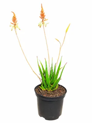 Aloe Ballerina "Ornamental Aloe" 19cmPot