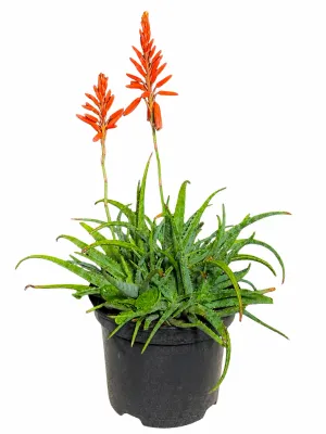 Aloe Little joker "Dwarf Aloe" 19cmPot